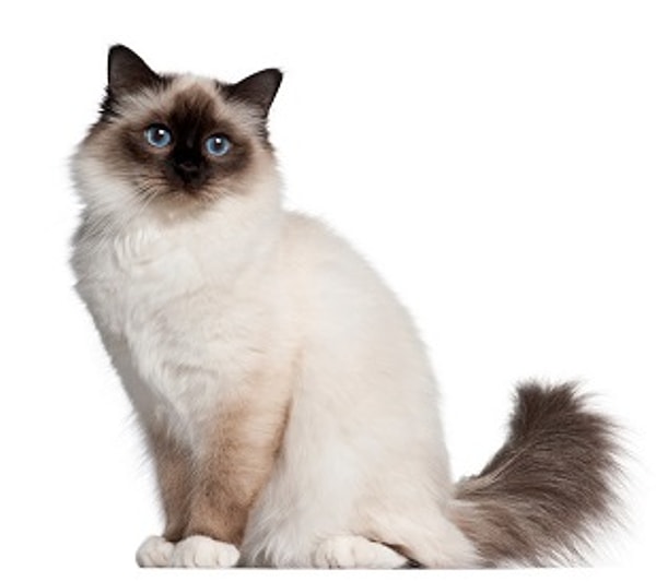 Показать правильный ответ: