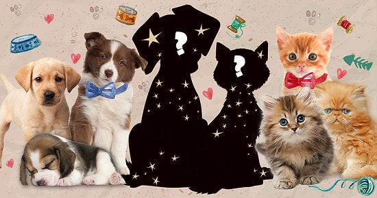Тест: Собачникам и кошатникам сюда! Это котенок или щенок?