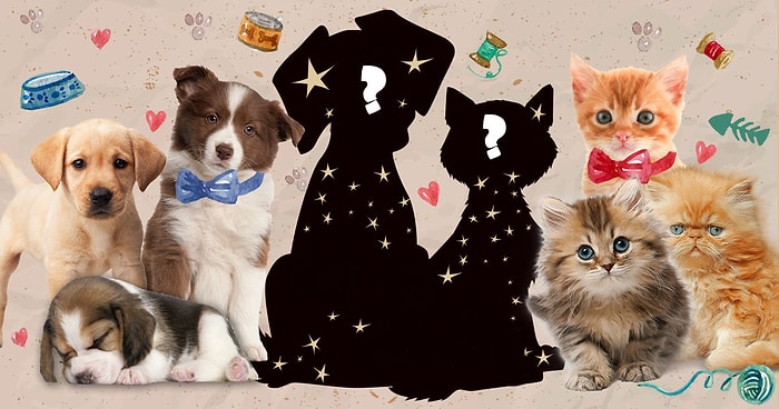 Тест: Собачникам и кошатникам сюда! Это котенок или щенок?