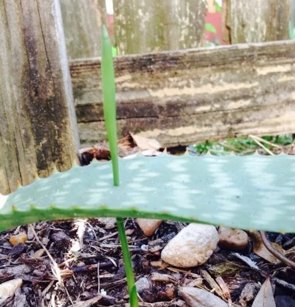 15. Неуемный рост сорняков