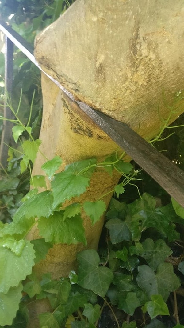 5. Если дерево растёт, поверьте, ему уже ничто не сможет помешать...