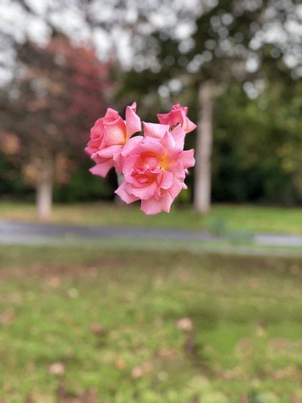 13. У этой розы на самом деле есть стебель, однако убрал его на фото портретный режим.