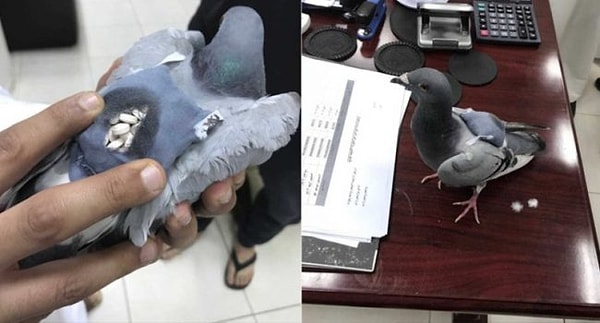 2. Голубя арестовали (на полном серьезе), после того как полиция обнаружила, что он пытался транспортировать более 170 таблеток экстази из Кувейта в Ирак в импровизированном рюкзачке.