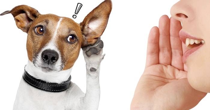 Доказано наукой: собаки понимают, что вы им говорите, независимо от интонации!