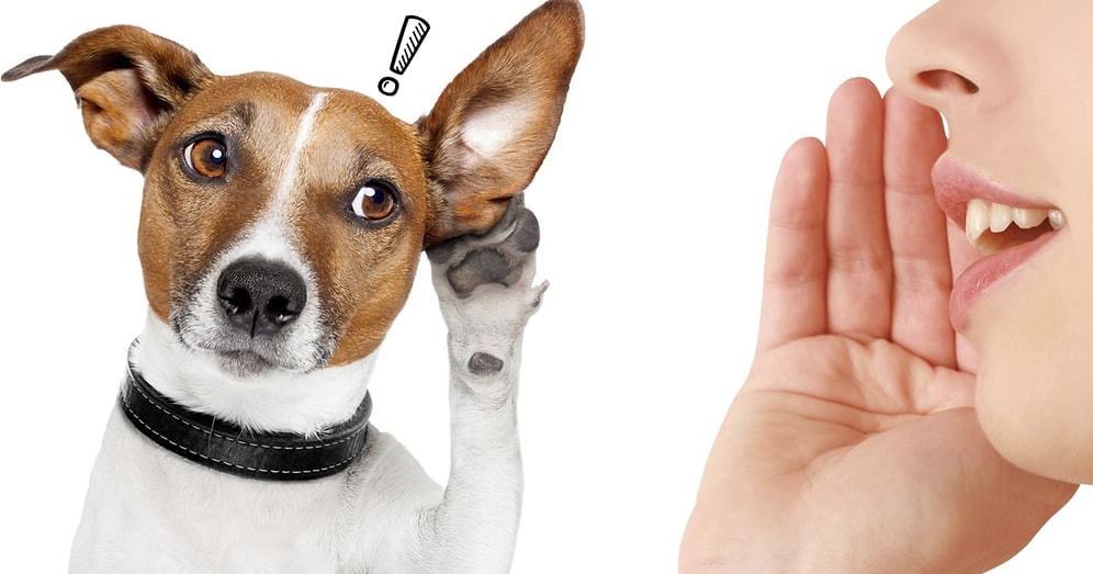 Доказано наукой: собаки понимают, что вы им говорите, независимо от интонации!