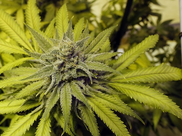 7. Если вы думаете, что использование птиц в качестве бегунков – это умный ход, подождите, ведь вы еще не слышали, что делают мексиканские наркокартели, чтобы провезти наркотики в Америку.