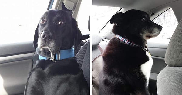 P.S. И не говорите своему питомцу, что собираетесь отвезти его к ветеринару 😂