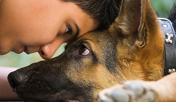 7. «Псы не только понимают, что мы говорим и как мы это говорим, но и могут сложить интонацию и значение слова».