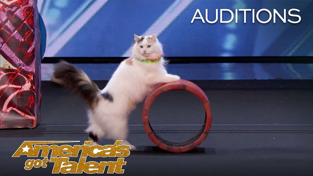 Bu Kedilere Hayran Kalacaksınız! Yetenek Yarışmasına Katılan Minnoş Kedilerin İzleyeni Büyüleyen Yetenekleri