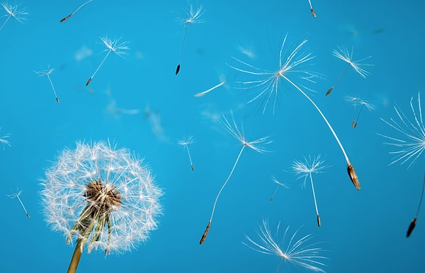 7. В детстве, сдувая одуванчик, мы распространяли счастье. Сейчас, сдувая одуванчик, мы распространяем его семена