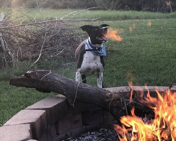 14. "Моя собака превратилась в дракона"