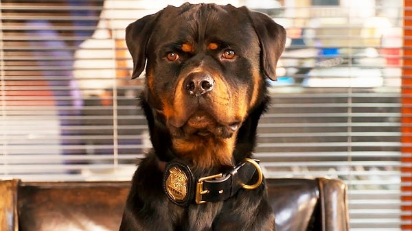 5. "Псы под прикрытием"