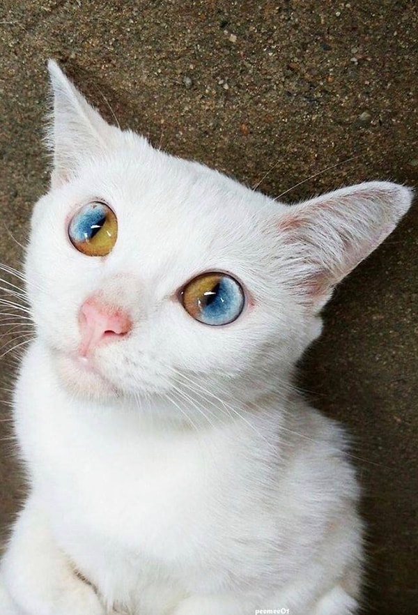 16. Глаза! Взгляните в эти волшебные глаза!