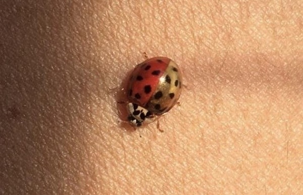 18. Наполовину красная, наполовину золотая — необычная божья коровка