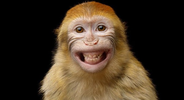 2. Обезьяны