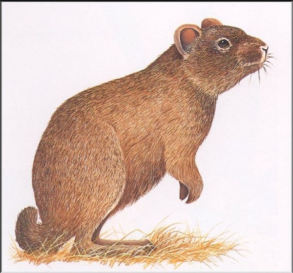 2. Как назывался вымерший в 1774 году вид зайцеобразных, обитавший только на островах Средиземного моря Сардиния и Корсика?