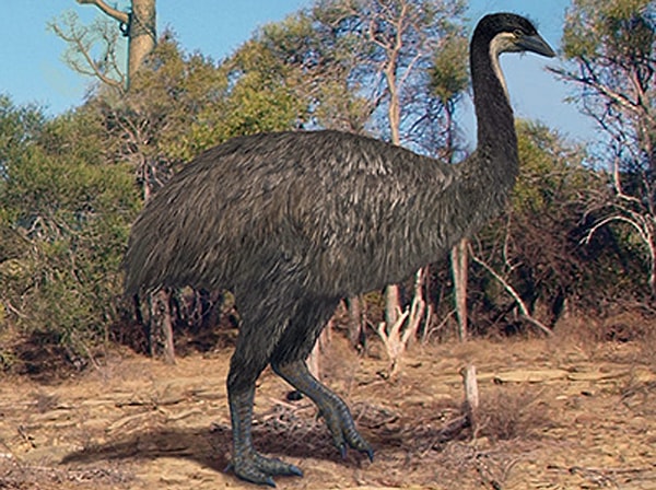 8. Самая большая птица, существовавшая на Земле, до XVII века жила на Мадагаскаре. Она была похожа на настоящего дракона с огненными глазами. Сможете вспомнить ее название?