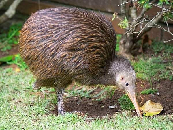 1. Какое животное ближайший родственник птички киви?