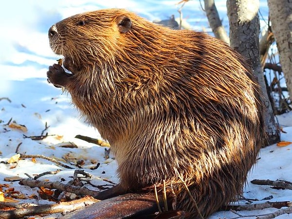 2. А бобру кто приходится родственником?