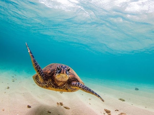 4. А какое животное ближайший родственник черепах?