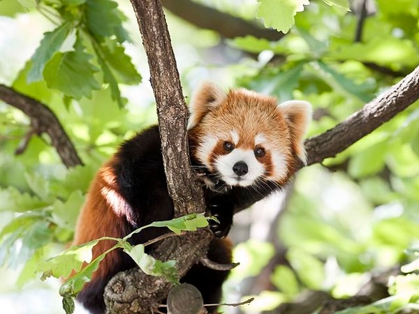 5. Теперь попробуйте определить ближайшего родственника малой панды...