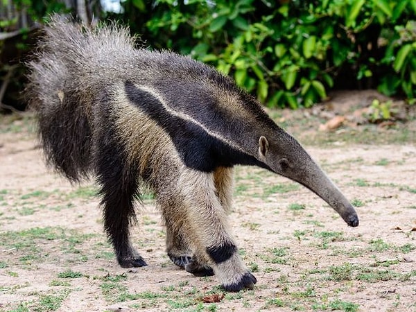 6. А как насчёт муравьеда?