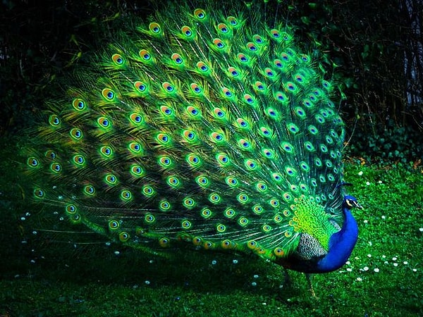 10. И последнее - это павлин...