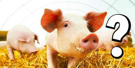 Тест на знание ближайших родственников животных