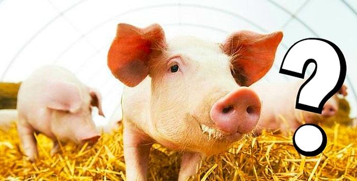 Тест на знание ближайших родственников животных