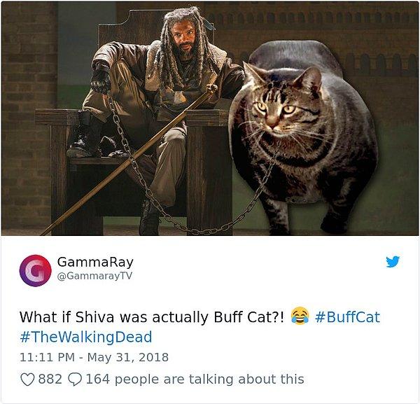 "Ya Shiva vücut çalışan kedi olsaydı? 😂"