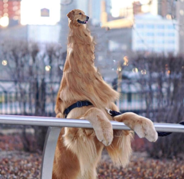 3. Этот пёсик хоть и не звезда первого плана, но с ним тоже неплохо поэкспериментировали :P