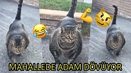 Yan Bakana Dayak Atıyor! İnternetin Yeni Fenomeni "Vücut Çalışan Kedi"