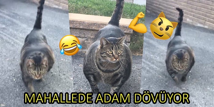 Yan Bakana Dayak Atıyor! İnternetin Yeni Fenomeni "Vücut Çalışan Kedi"