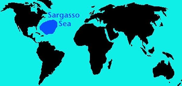 6. Sargasso Denizi