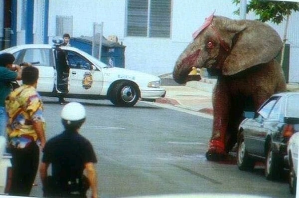 1994 yılında Hawaii'de bulunan bir fil, sirk gösterisi sırasında sirkten kaçmayı başarmıştır. Aslında buraya kadar her şey normal gözükse de acıklı durum daha sonra yaşanmıştır. Hawaii polisi, onu öldürmek için 86 kez ona ateş etmiştir. Ne kötüdür ki yüreklerimizi parçalayan durum ise, filin gözlerindeki korku olmuştur.