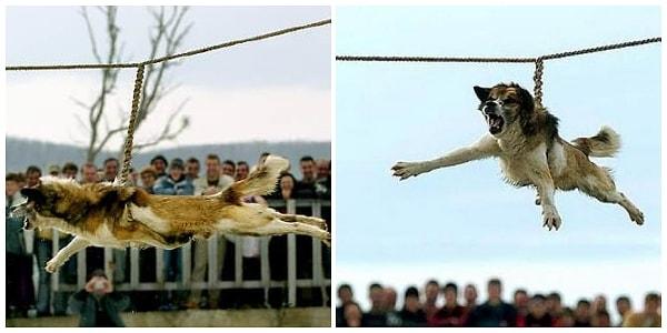 2. Bulgaristan'da halen sürdürülen bir gelenekle köpekler asılıyor ve vahşi bir şekilde öldürülüyor.