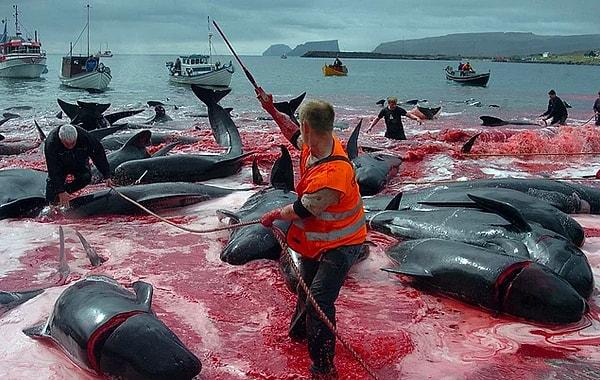 3. Tepkilere rağmen Japonya ve Danimarka'da her yıl yüzlerce balina katlediliyor.