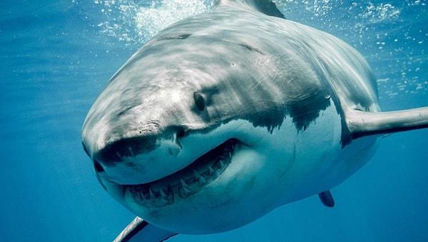 4. Hayatınız boyunca bir köpekbalığı tarafından ısırılma ihtimaliniz, bir New York’lu tarafından ısırılma ihtimalinizden 10 kat daha azdır.