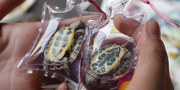 5. Çin'de küçük plastik balonlara hapsedilmiş kaplumbağa, balık, semender ve kurbağa gibi canlı hayvanlar anahtarlık olarak satılıyor.