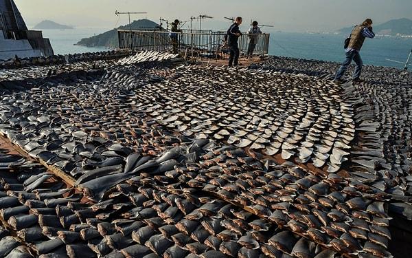 6. Asya'da zenginlik ve mevki göstergesi sayılan yüzgeç çorbası yüzünden her yıl milyonlarca köpek balığı katlediliyor.