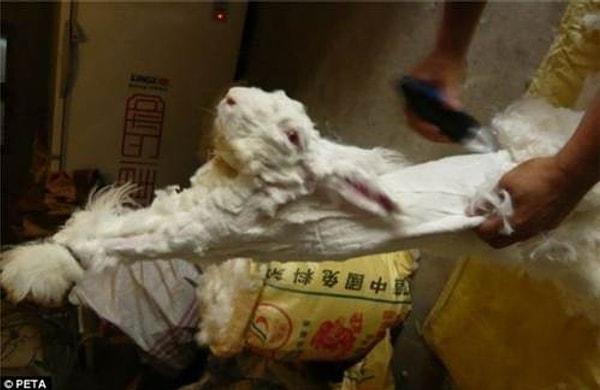 10. Çin'de küçük kafeslerde tek başına tutulan tavşanların tüyleri üç ayda bir yolunarak tekstil sanayisinde kullanılıyor.