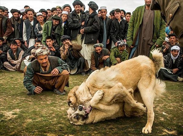 11. Afganistan'da şenlik ve kutlamalar eşliğinde düzenli olarak cuma günleri köpek dövüştürülüyor.