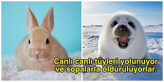 Ne Zaman Bitecek? Dünyanın Dört Bir Yanında Hayvanlara Yapılan 13 Akıl Almaz İşkence