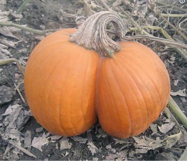 17. Какие интересные формы у этой тыквы!