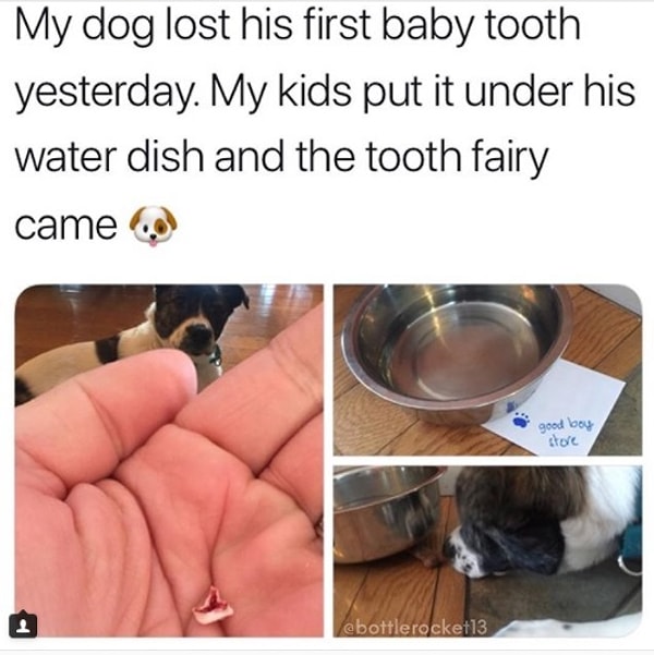 3. "У моей собачки вчера выпал первый молочный зуб. Дети положили его под миску с водой, и Зубная фея не заставила себя ждать".