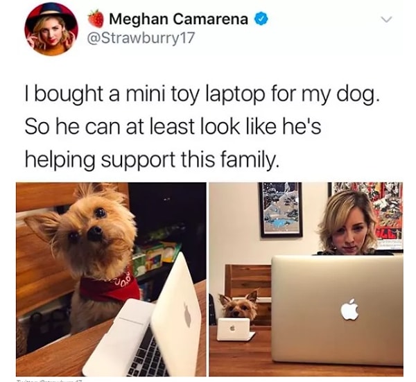 8. "Я купила своему псу мини-ноутбук. Так он хотя бы выглядит помогающим своей семье".