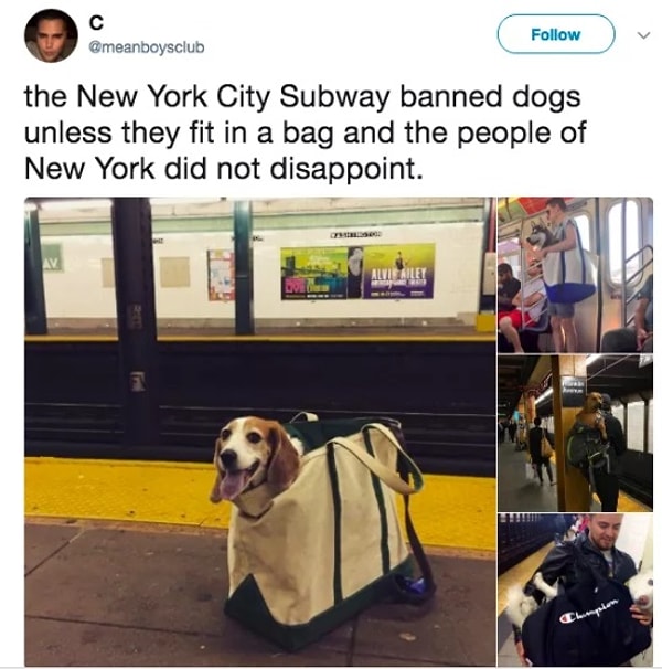 11. "Метро Нью-Йорка запретило провоз собак, если они не вмещаются в сумку. Жители города не растерялись".