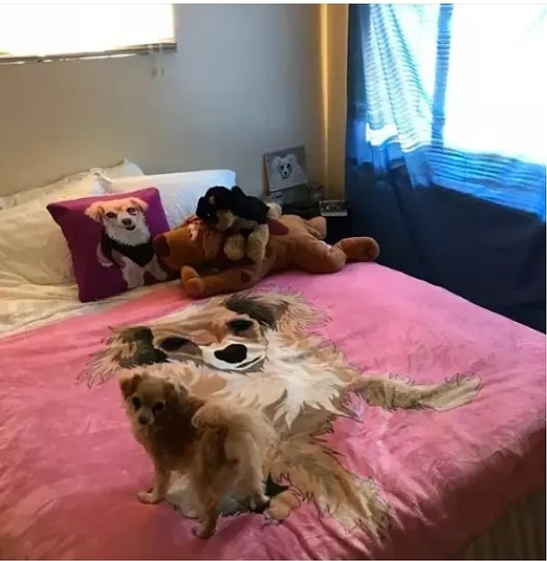 13. Любовь к этой собачке видна даже через предметы декора спальни хозяев!