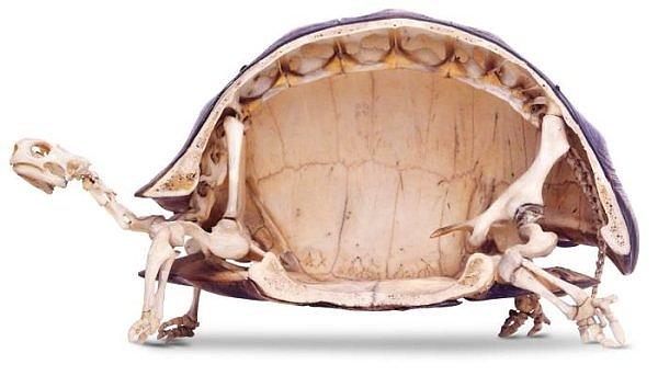 16. Bir kaplumbağanın iskeleti: