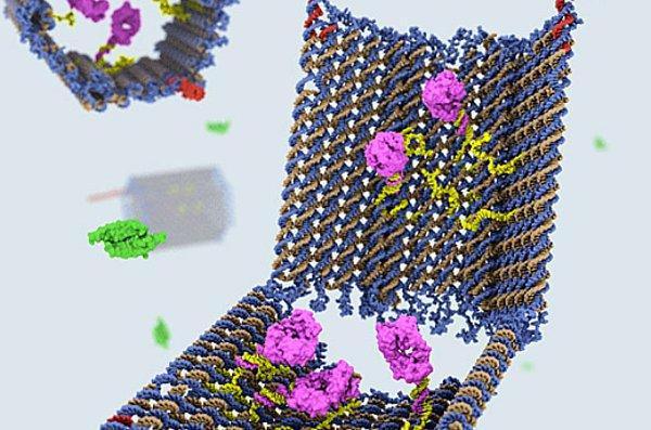 9. Kanserli hücreleri bulup, yok etmesi için bir DNA nanorobotu geliştirildi.